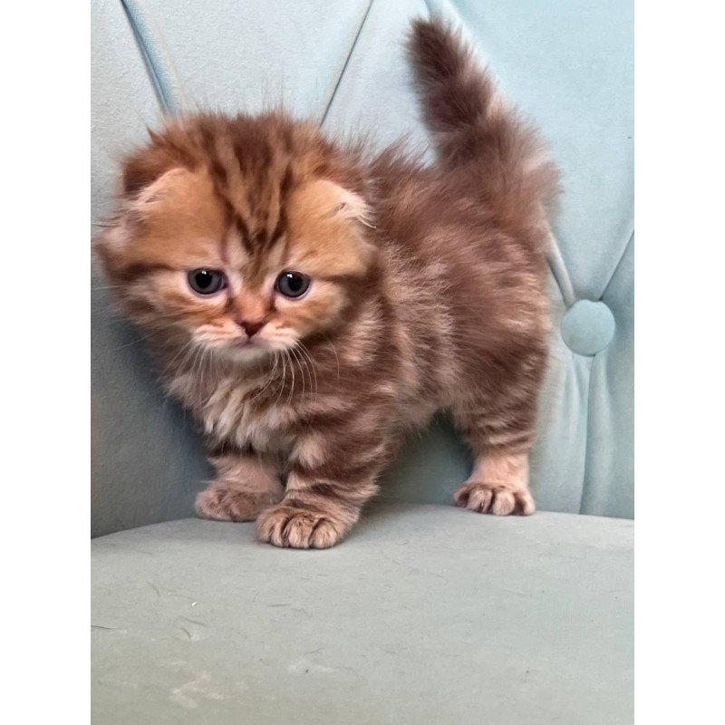 Munchkin Lika