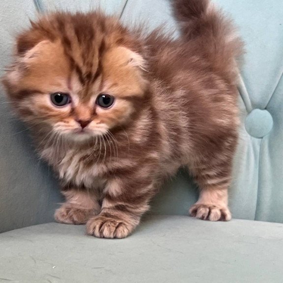 Munchkin Lika