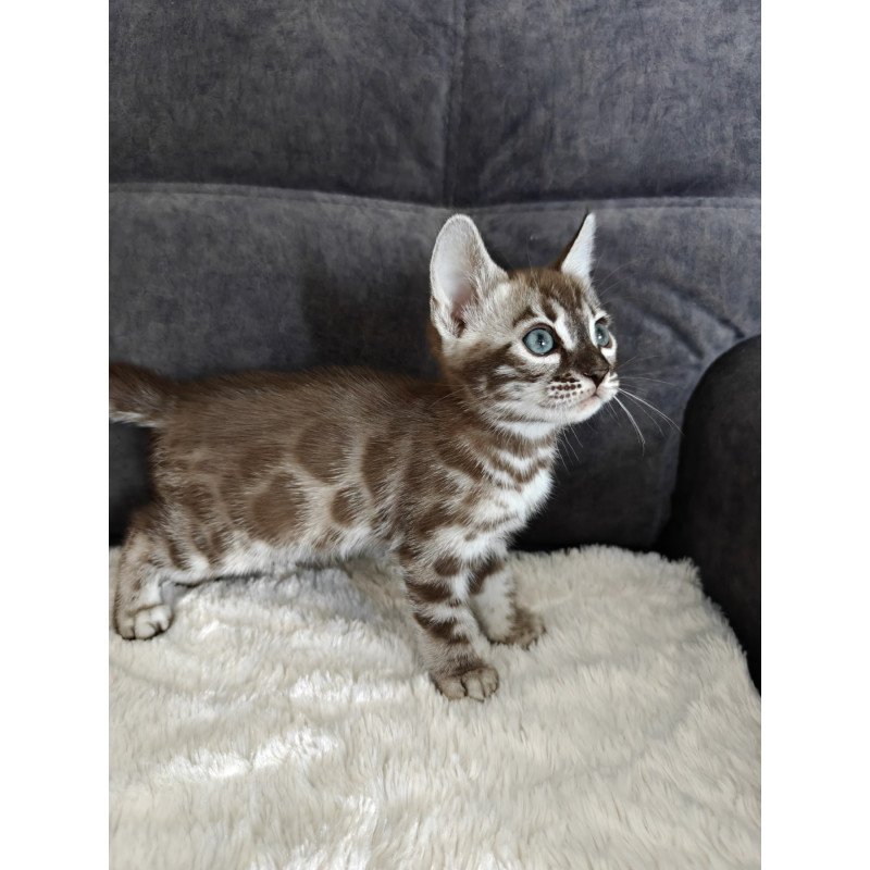 Bengal NOV Kyle