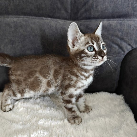Bengal NOV Kyle