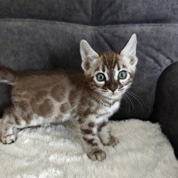 Bengal NOV Kyle