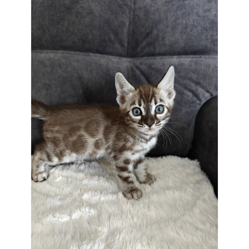Bengal NOV Kyle