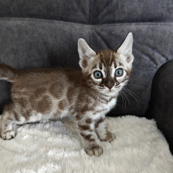 Bengal NOV Kyle