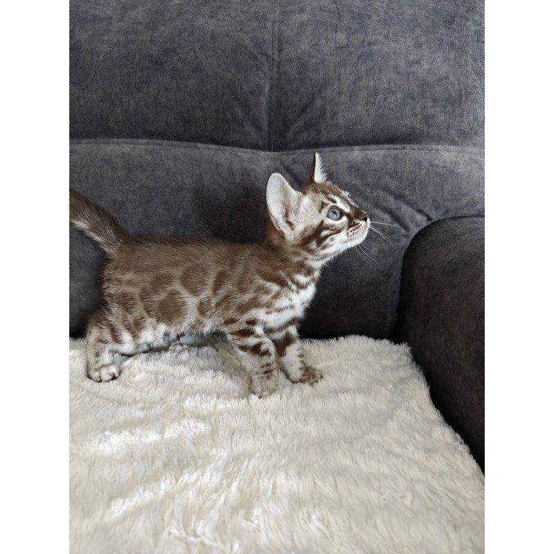 Bengal NOV Kyle