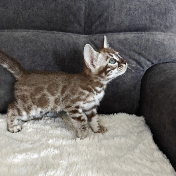 Bengal NOV Kyle