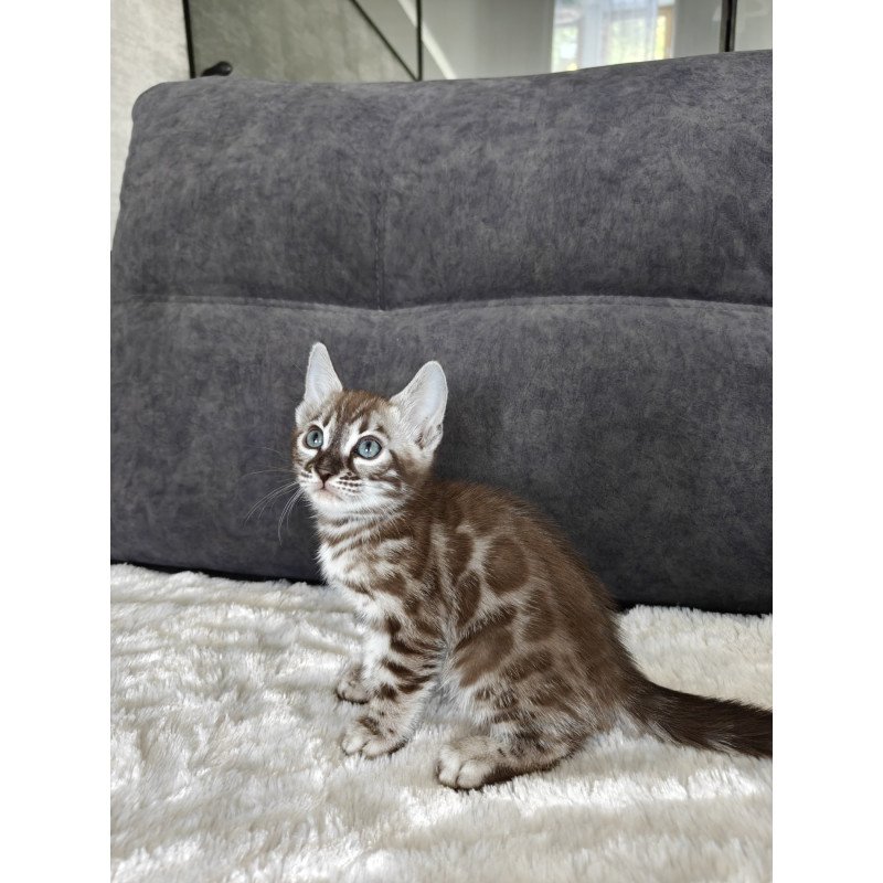 Bengal NOV Kyle