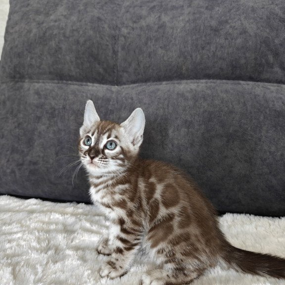 Bengal NOV Kyle