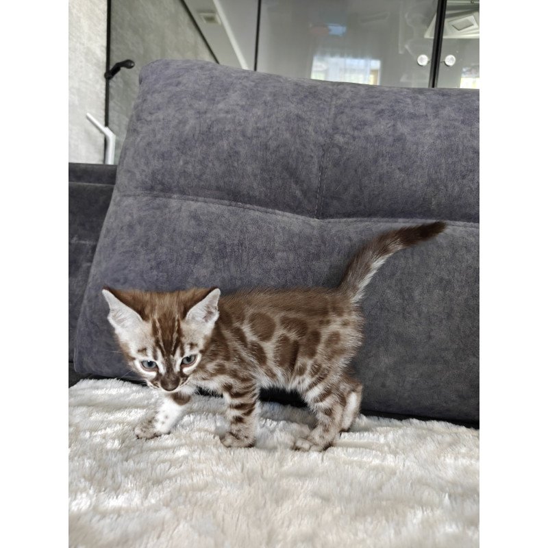 Bengal NOV Kyle