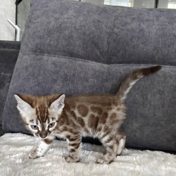Bengal NOV Kyle