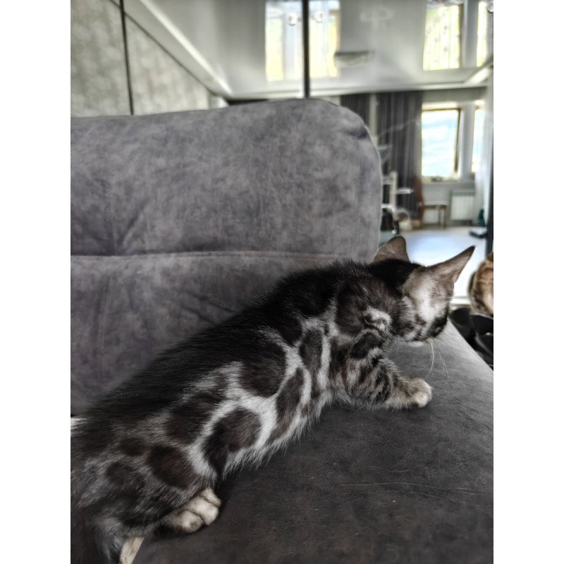 Bengal NOV Kareem