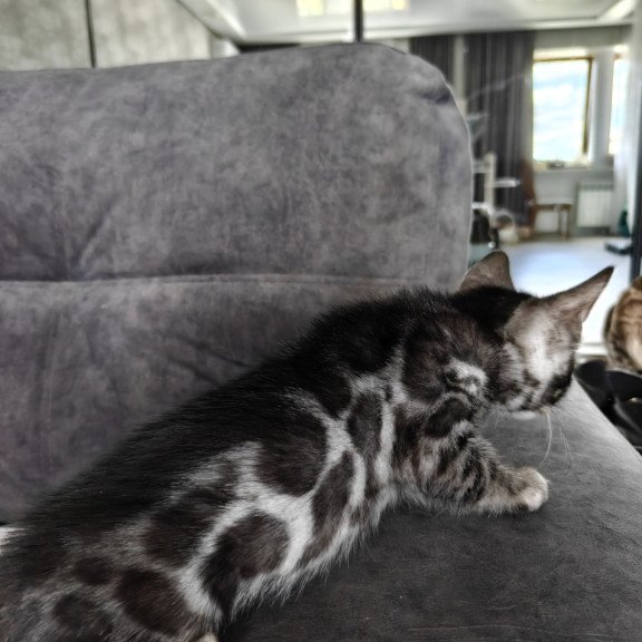 Bengal NOV Kareem