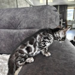 Bengal NOV Kareem