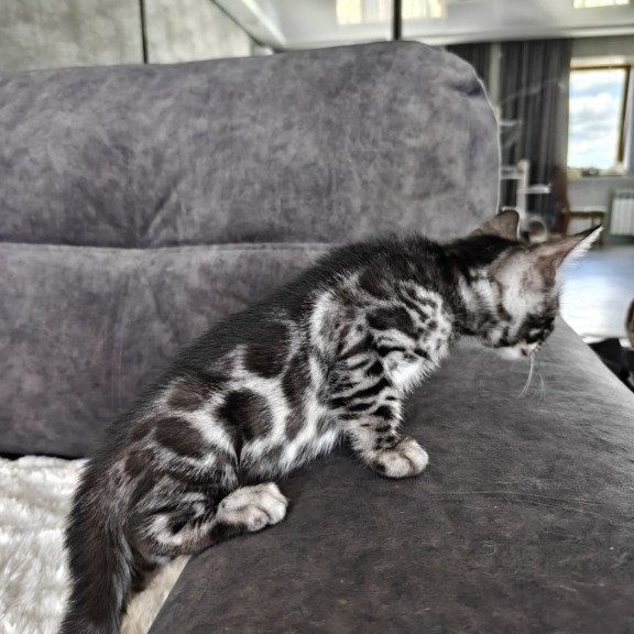 Bengal NOV Kareem
