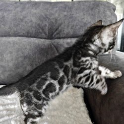 Bengal NOV Kareem