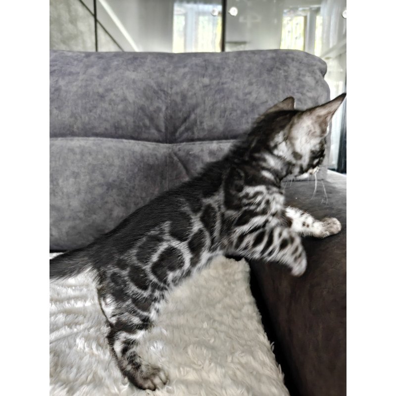 Bengal NOV Kareem