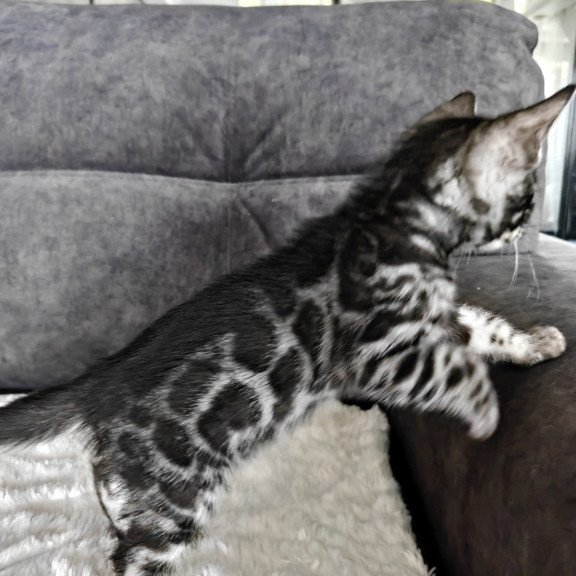 Bengal NOV Kareem