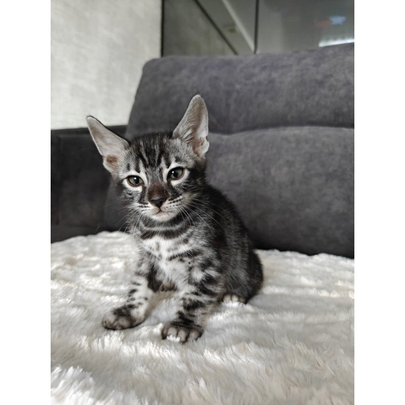 Bengal NOV Kareem