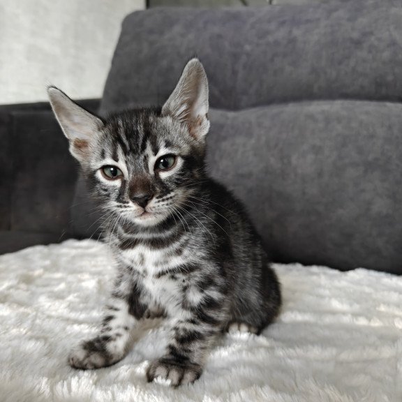 Bengal NOV Kareem