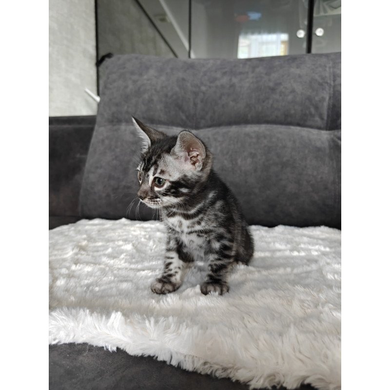 Bengal NOV Kareem