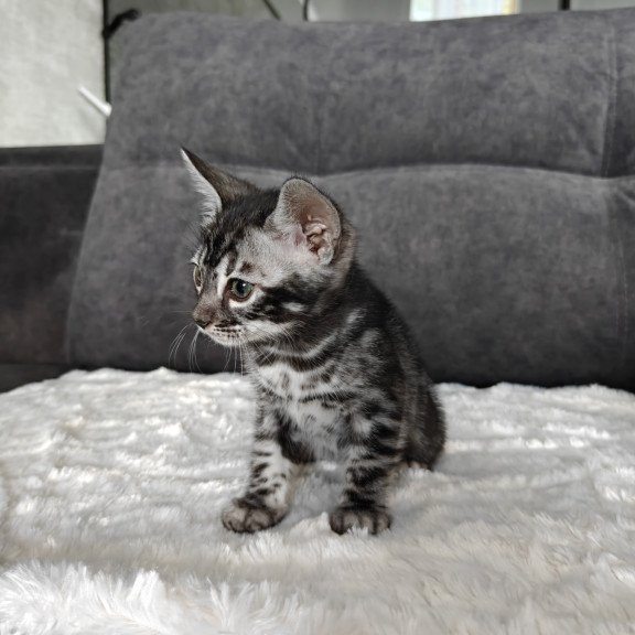 Bengal NOV Kareem