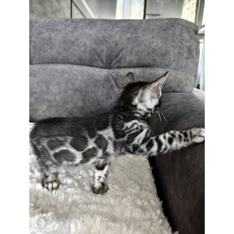 Bengal NOV Kareem