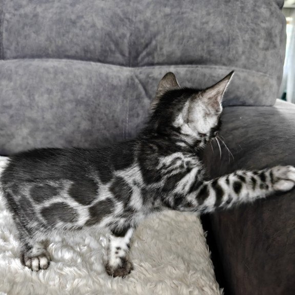 Bengal NOV Kareem