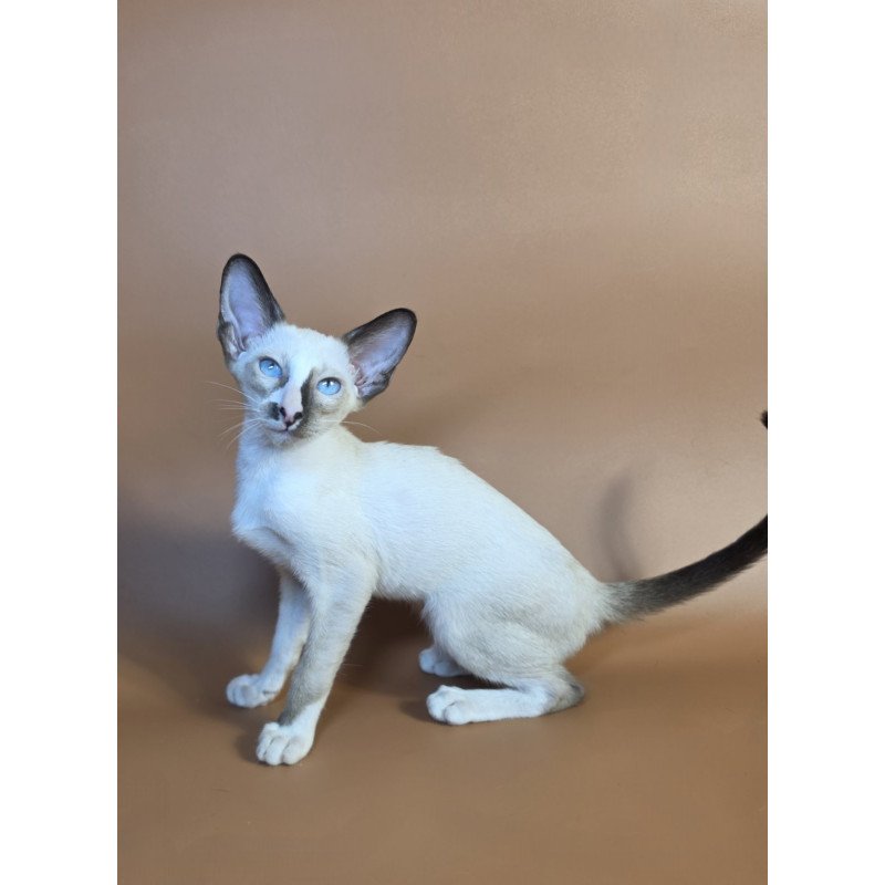 Siamese NOV Zelda