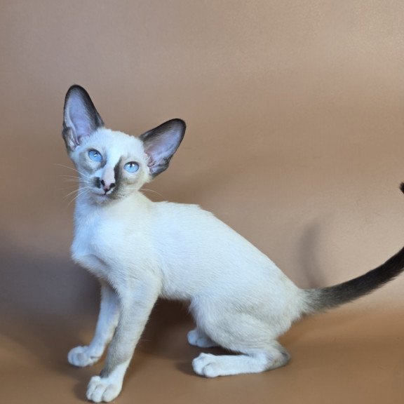 Siamese NOV Zelda