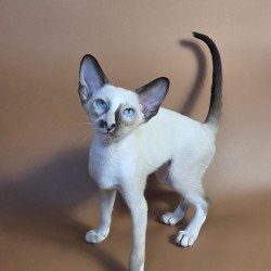 Siamese NOV Zelda