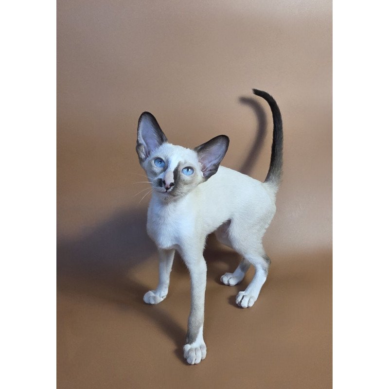 Siamese NOV Zelda