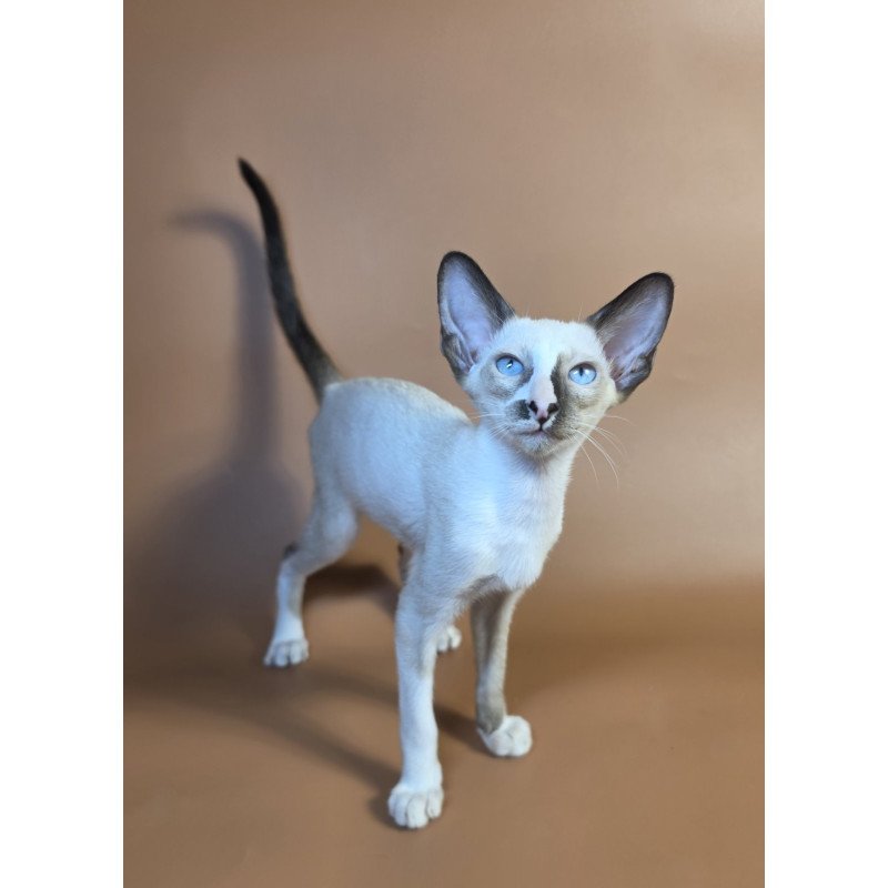 Siamese NOV Zelda