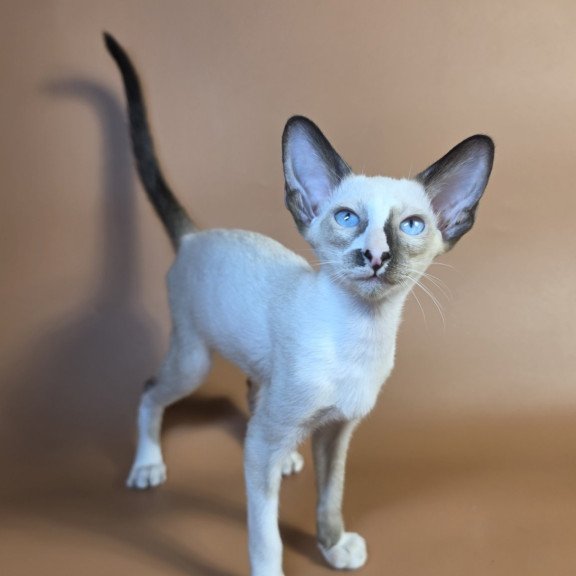 Siamese NOV Zelda