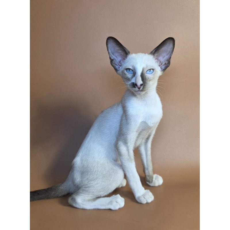 Siamese NOV Zelda