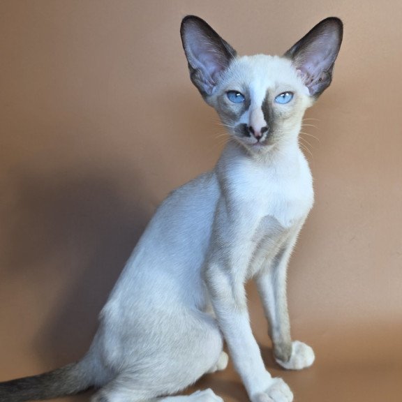 Siamese NOV Zelda