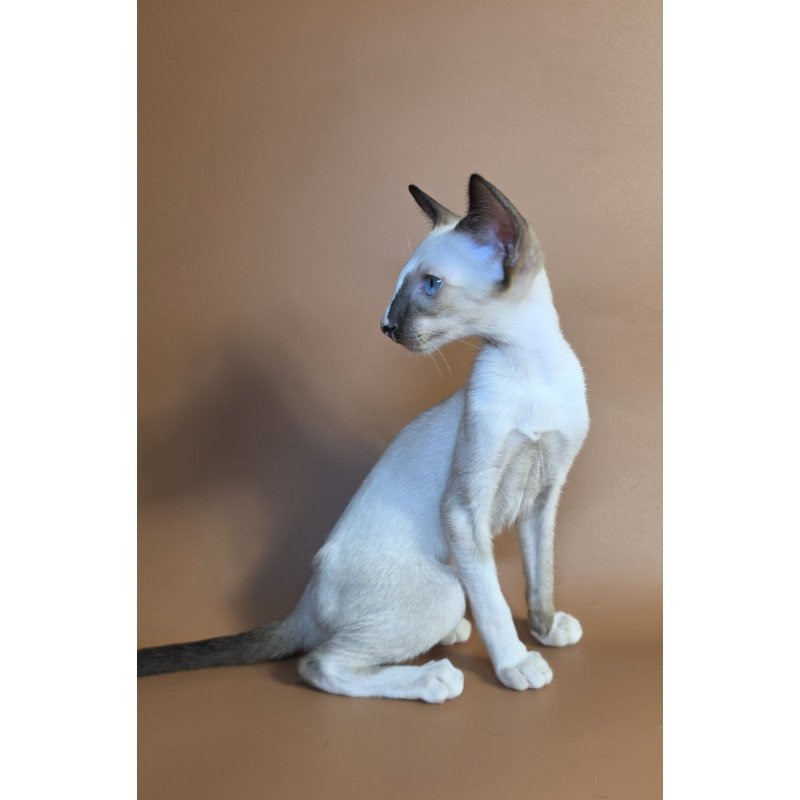 Siamese NOV Zelda