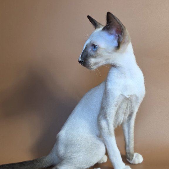 Siamese NOV Zelda