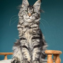 Maine Coon NOV Tamagochi