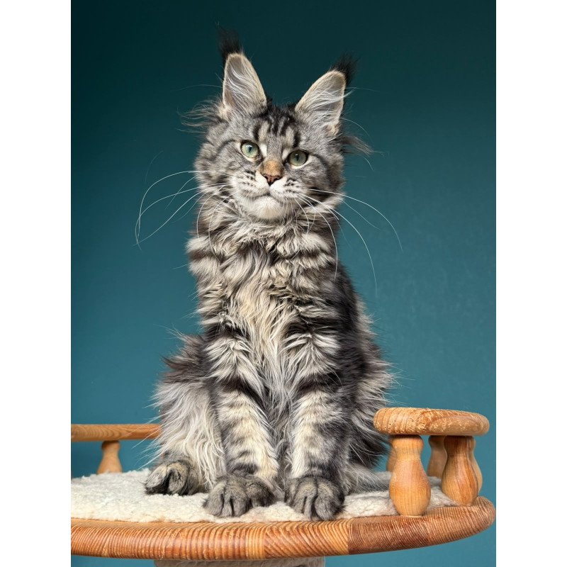 Maine Coon NOV Tamagochi