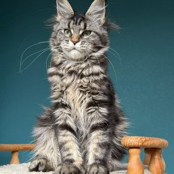 Maine Coon NOV Tamagochi