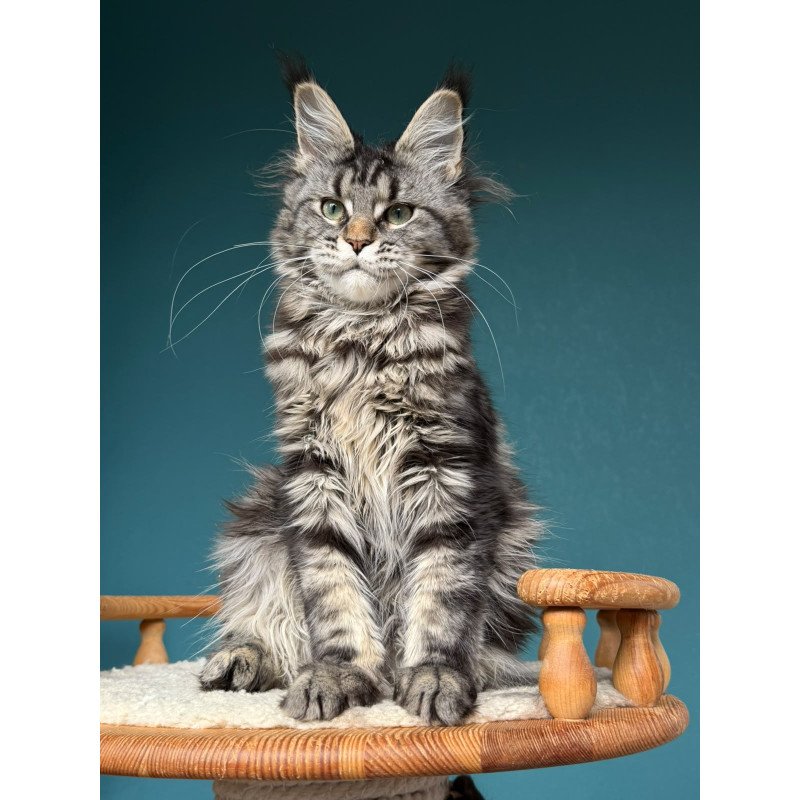 Maine Coon NOV Tamagochi