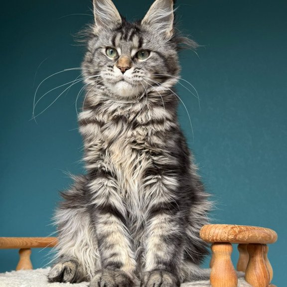 Maine Coon NOV Tamagochi