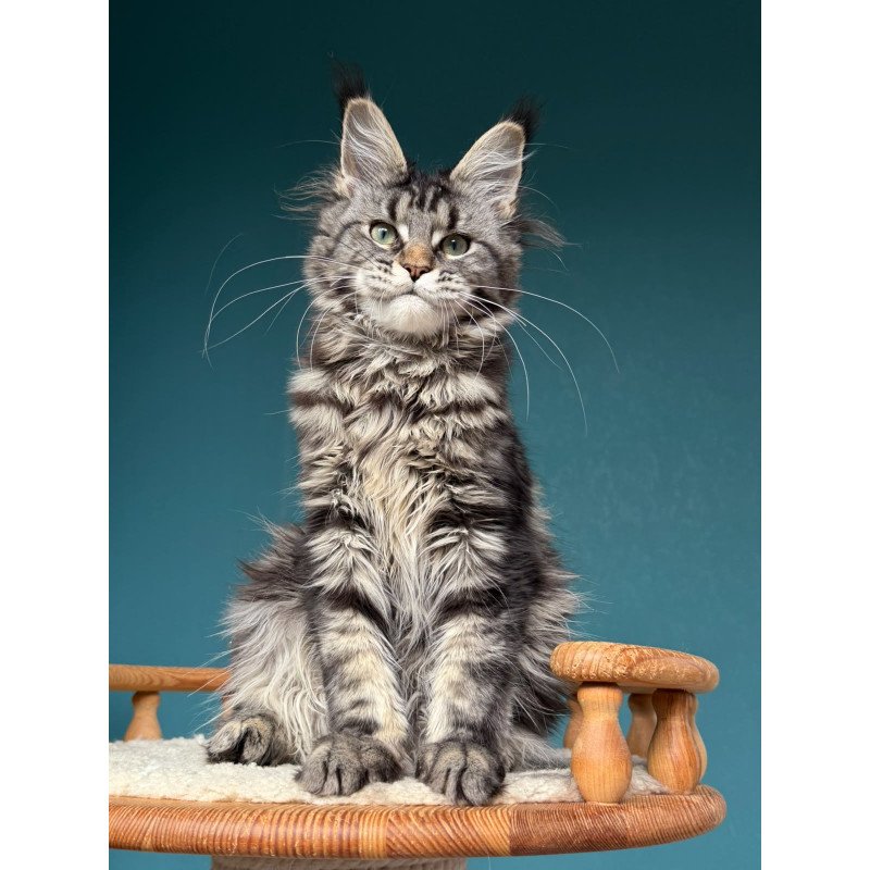 Maine Coon NOV Tamagochi