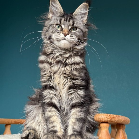 Maine Coon NOV Tamagochi