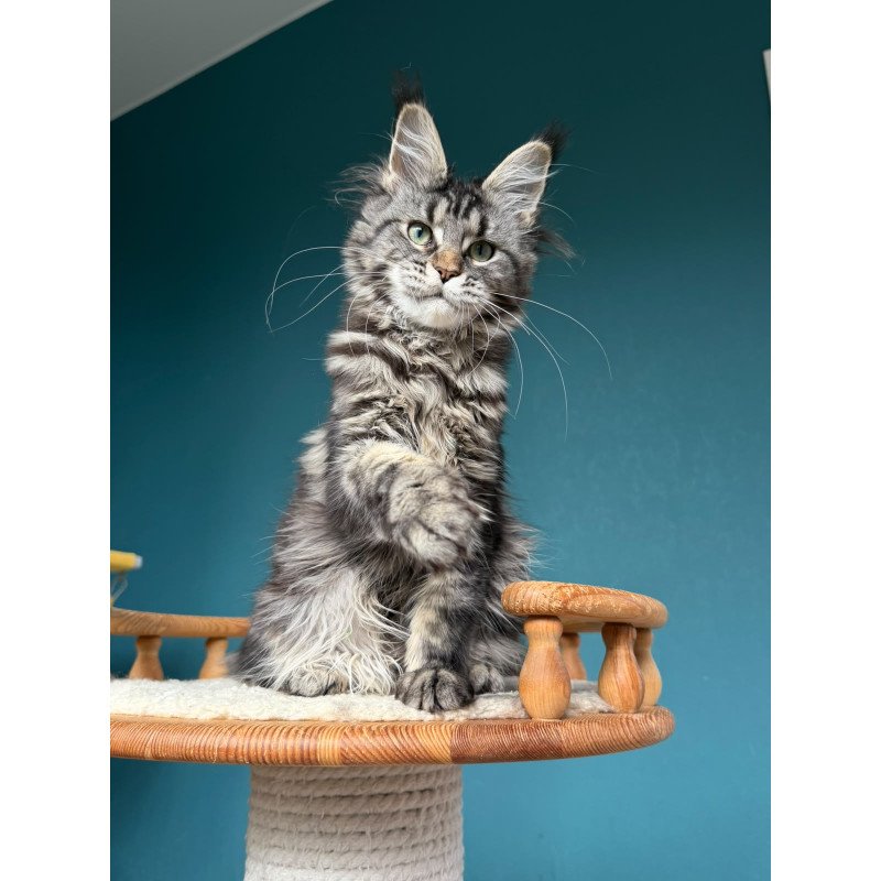 Maine Coon NOV Tamagochi