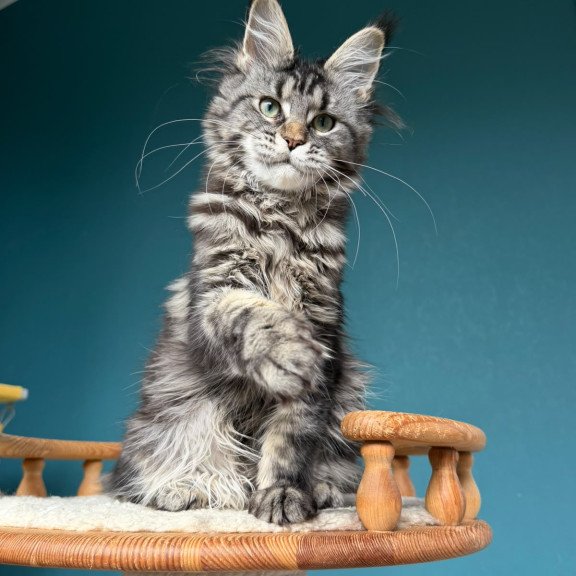 Maine Coon NOV Tamagochi