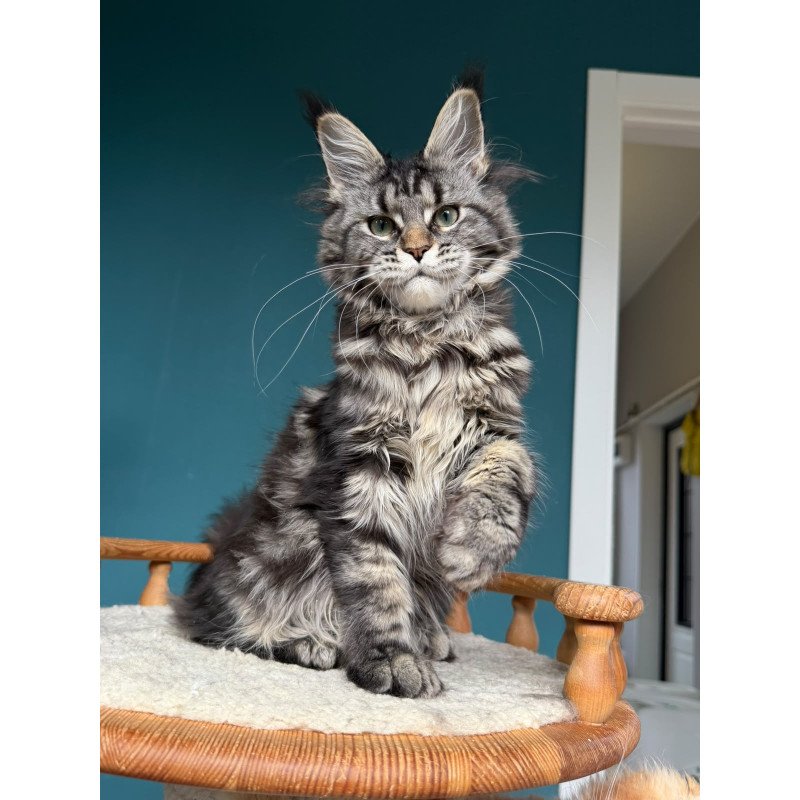 Maine Coon NOV Tamagochi