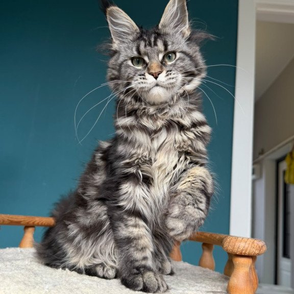 Maine Coon NOV Tamagochi