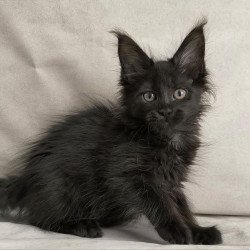 Maine Coon NOV Noir