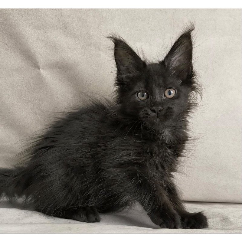 Maine Coon NOV Noir