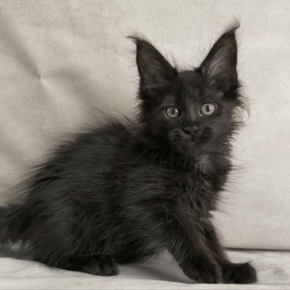 Maine Coon NOV Noir